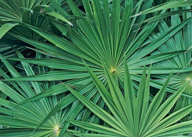 Sågpalmetto